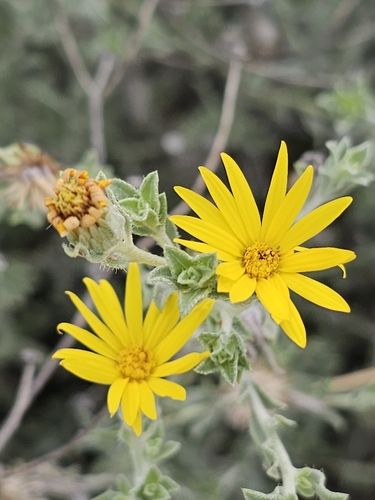 Rockyscree False Goldenaster (Heterotheca fulcrata)