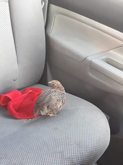 Coturnix