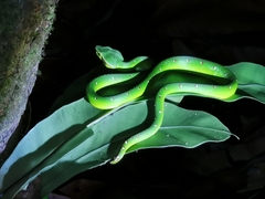 North Philippine Temple Pitviper photo 4