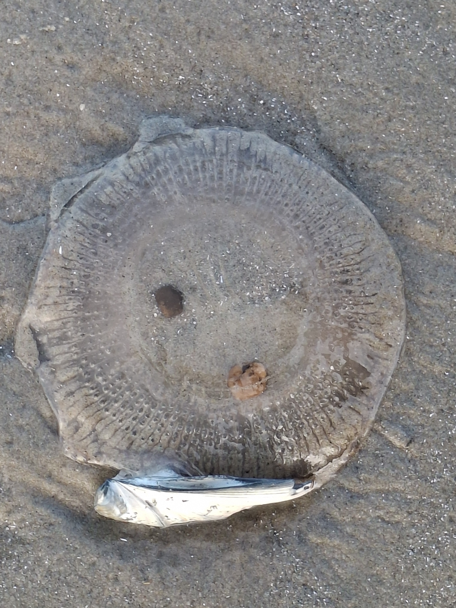 Rhacostoma atlanticum L.Agassiz, 1851