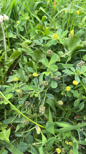 Black Medick