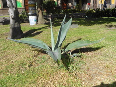 Agave weberi