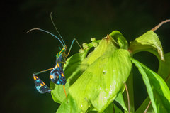Diactor bilineatus