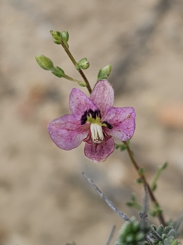Manystem Ratany (Krameria ramosissima)