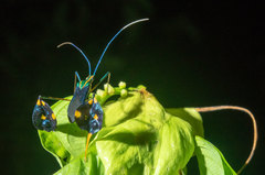 Diactor bilineatus