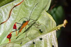 Anisoscelis foliaceus