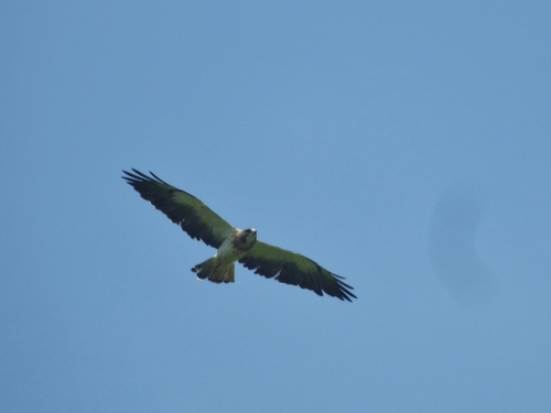 Swainson's Hawk photographed in Louisiana