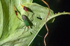 Anisoscelis foliaceus