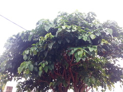 Ficus