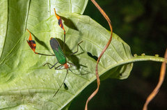 Anisoscelis foliaceus