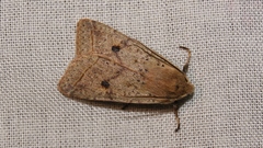 Agrochola blidaensis