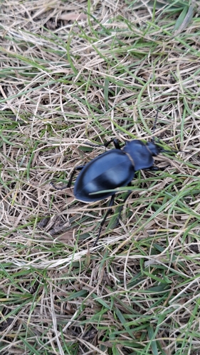 Carabus glabratus