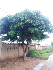 Ficus