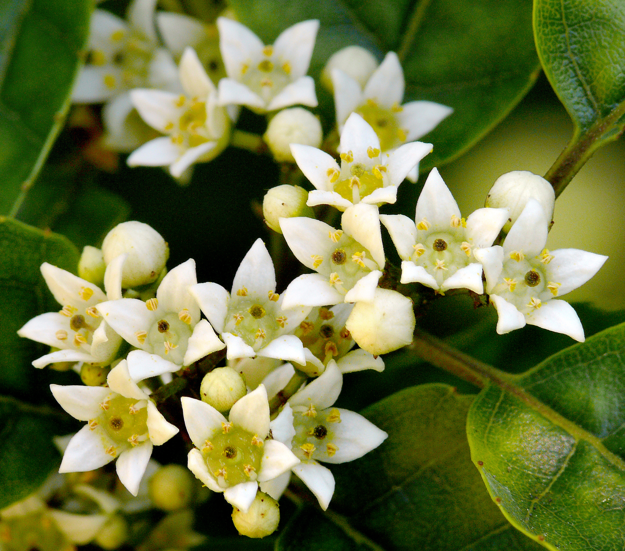 Rousseaceae
