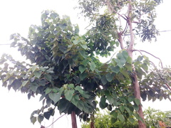 Gmelina arborea