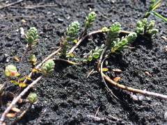 Pimelea actea