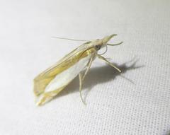 Crambus harrisi