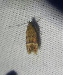 Eudactylota iobapta