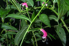 Centropogon cornutus