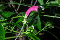 Centropogon cornutus