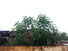 Gymnanthemum amygdalinum