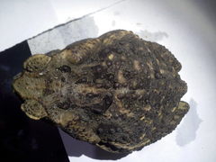 Rhinella horribilis