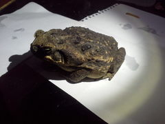 Rhinella horribilis