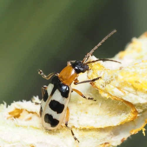 Checkered Melon Beetle photo 4