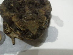 Rhinella horribilis