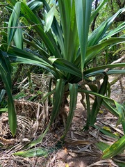 Pandanus dubius