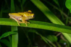 Dendropsophus triangulum
