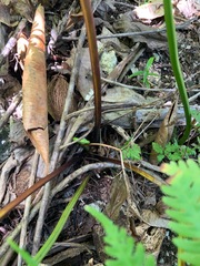 Pteris tripartita