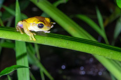 Dendropsophus triangulum