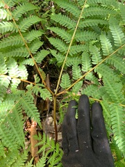 Pteris tripartita