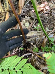 Pteris tripartita