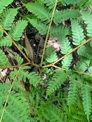 Pteris tripartita