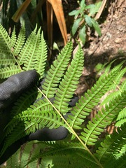 Pteris tripartita
