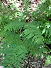 Pteris tripartita