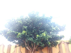 Ficus