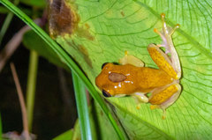 Dendropsophus reticulatus