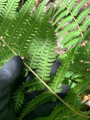 Pteris tripartita