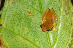 Dendropsophus reticulatus