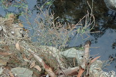 Limonium duriusculum