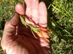 Castilleja minor stenantha