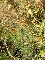 Castilleja minor stenantha