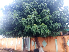 Gmelina arborea