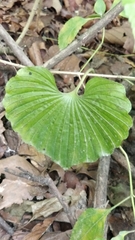 Nervilia