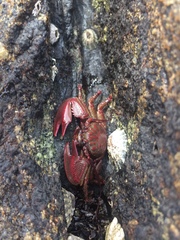 Petrolisthes tuberculosus