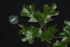 Quercus × incomita