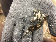 Auchenionchus variolosus